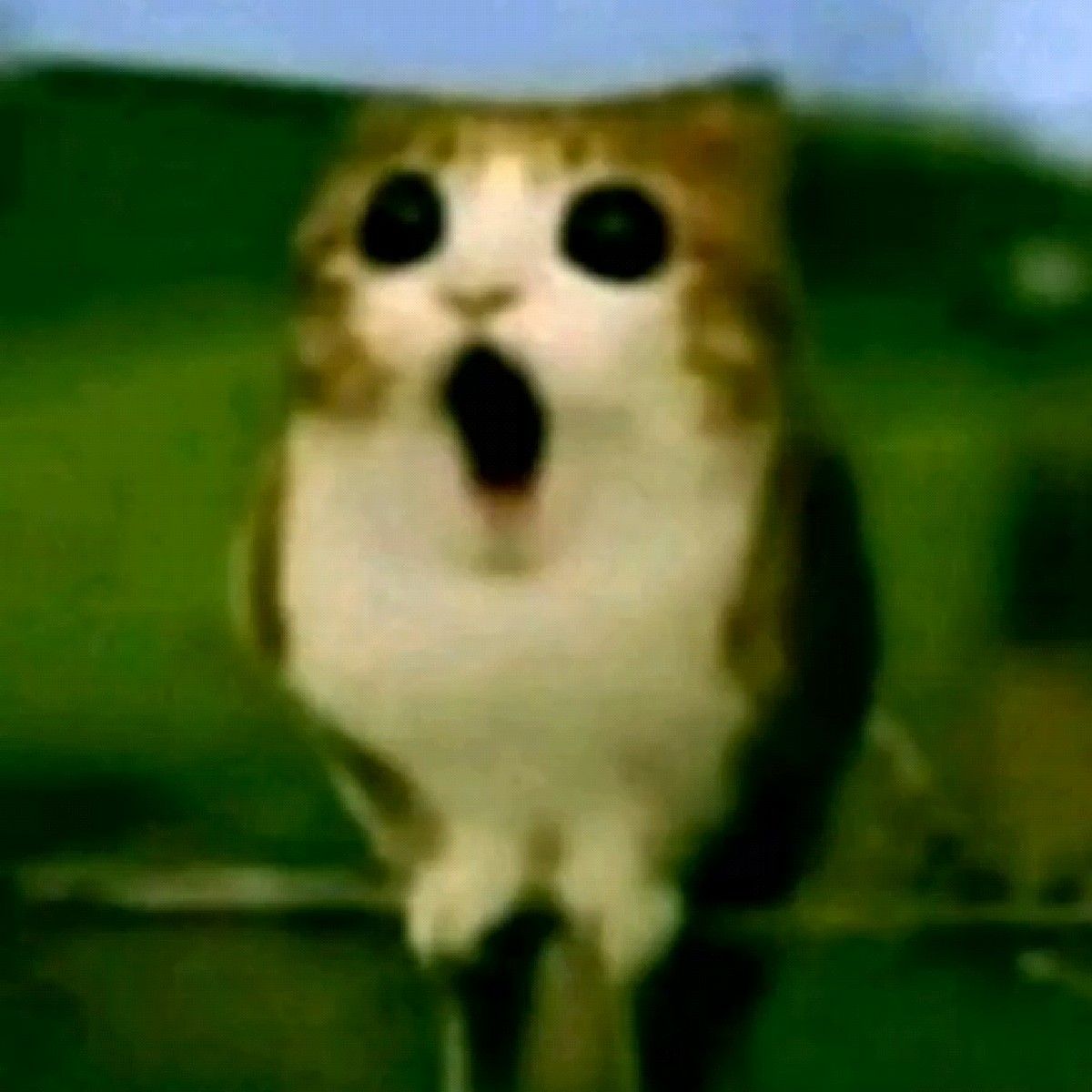 Screaming Meowl